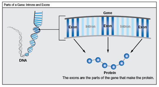 Parts of a gene: Introns and exons